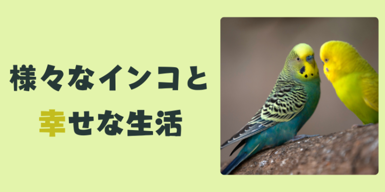 様々なインコと幸せな生活